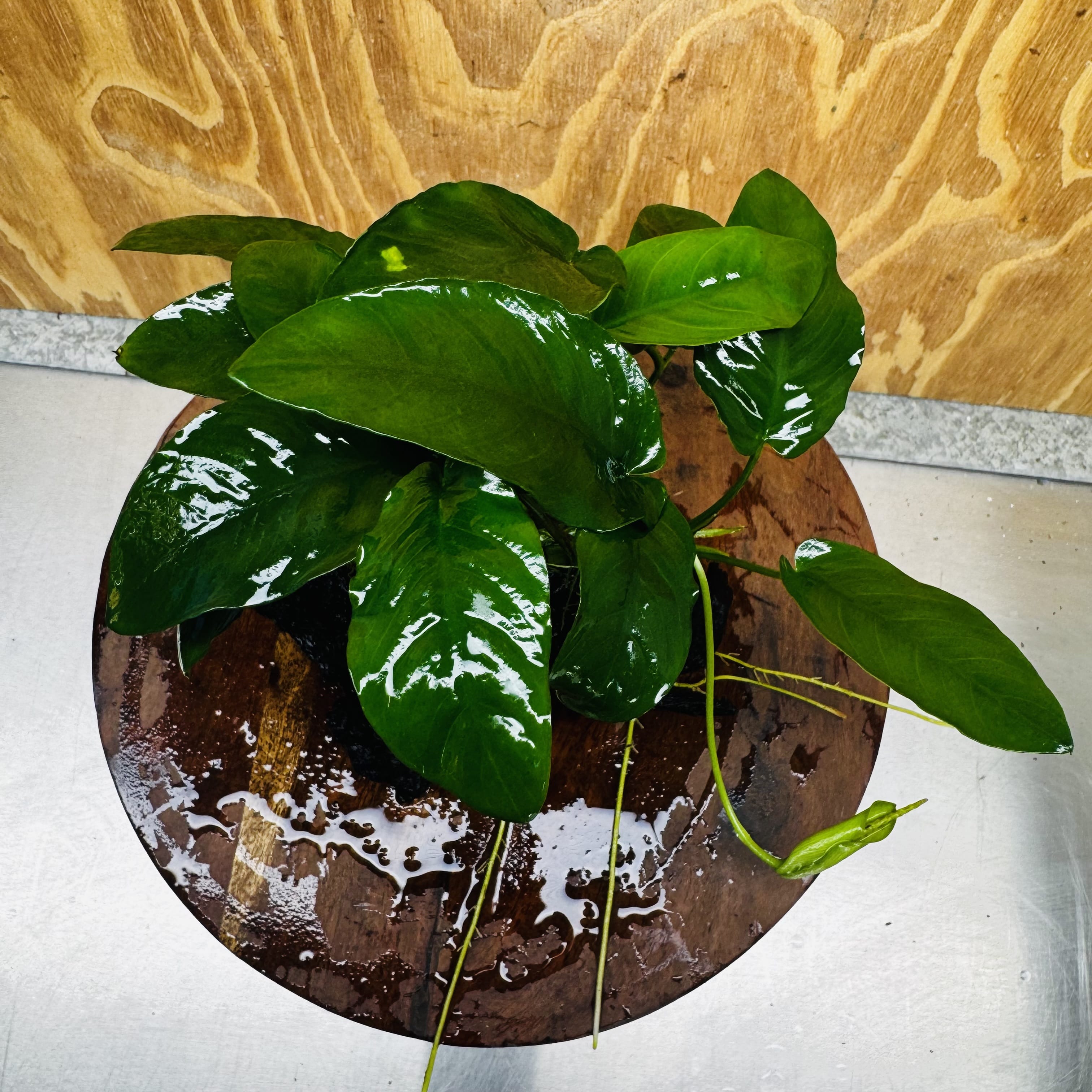 Pisces Enterprises One Only Anubias ‘Nana' on Medium Driftwood Creation - One Only - Beautiful Anubias Nana on Medium Driftwood - ONE ONLY - Scapeshop Aquarium Plants