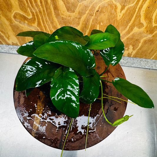 Pisces Enterprises One Only Anubias ‘Nana' on Medium Driftwood Creation - One Only - Beautiful Anubias Nana on Medium Driftwood - ONE ONLY - Scapeshop Aquarium Plants