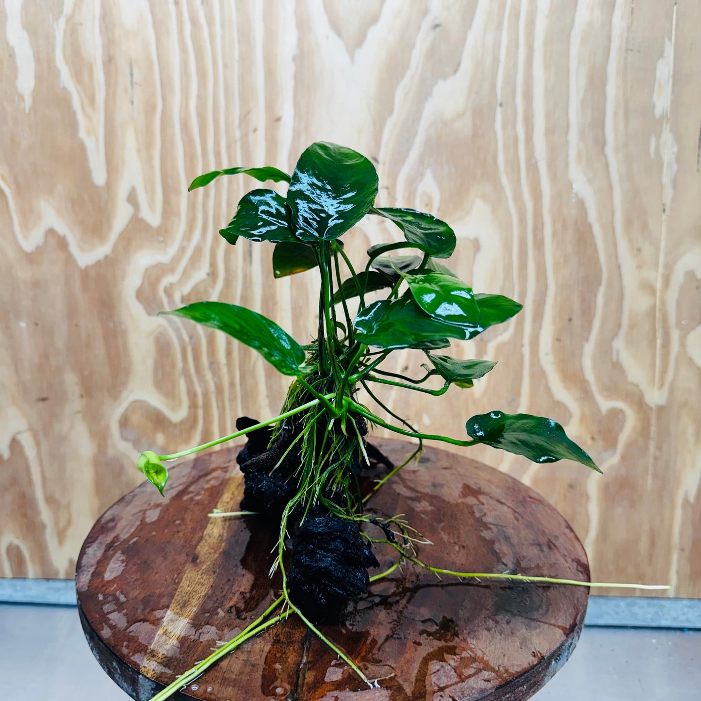 Pisces Enterprises One Only Anubias ‘Nana' on Medium Driftwood Creation - One Only - Beautiful Anubias Nana on Medium Driftwood - ONE ONLY - Scapeshop Aquarium Plants