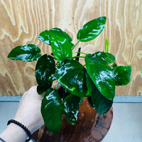 Pisces Enterprises One Only Anubias ‘Nana' on Medium Driftwood Creation - One Only - Beautiful Anubias Nana on Medium Driftwood - ONE ONLY - Scapeshop Aquarium Plants