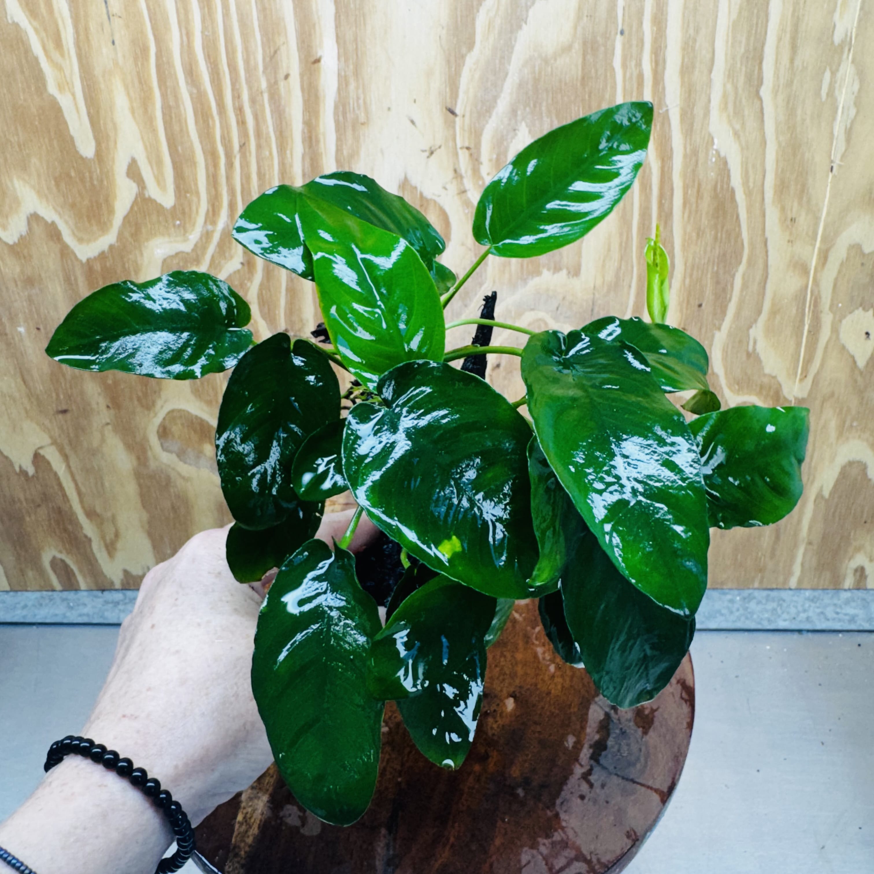 Pisces Enterprises One Only Anubias ‘Nana' on Medium Driftwood Creation - One Only - Beautiful Anubias Nana on Medium Driftwood - ONE ONLY - Scapeshop Aquarium Plants
