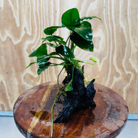 Pisces Enterprises One Only Anubias ‘Nana' on Medium Driftwood Creation - One Only - Beautiful Anubias Nana on Medium Driftwood - ONE ONLY - Scapeshop Aquarium Plants
