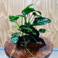 Pisces Enterprises One Only Anubias ‘Nana' on Medium Driftwood Creation - One Only - Beautiful Anubias Nana on Medium Driftwood - ONE ONLY - Scapeshop Aquarium Plants