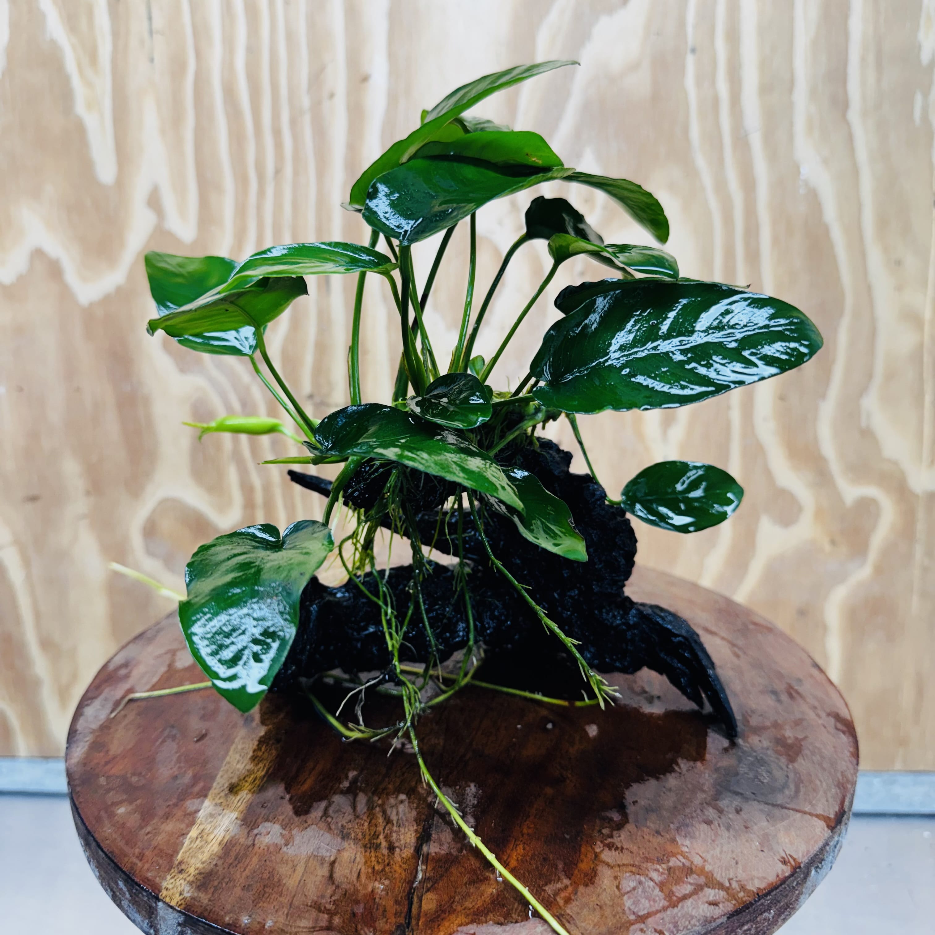 Pisces Enterprises One Only Anubias ‘Nana' on Medium Driftwood Creation - One Only - Beautiful Anubias Nana on Medium Driftwood - ONE ONLY - Scapeshop Aquarium Plants