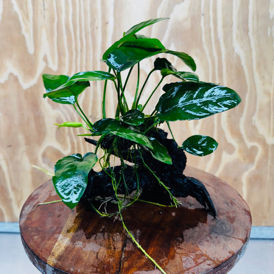 Pisces Enterprises One Only Anubias ‘Nana' on Medium Driftwood Creation - One Only - Beautiful Anubias Nana on Medium Driftwood - ONE ONLY - Scapeshop Aquarium Plants
