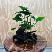 Pisces Enterprises One Only Anubias ‘Nana' on Medium Driftwood Creation - One Only - Beautiful Anubias Nana on Medium Driftwood - ONE ONLY - Scapeshop Aquarium Plants