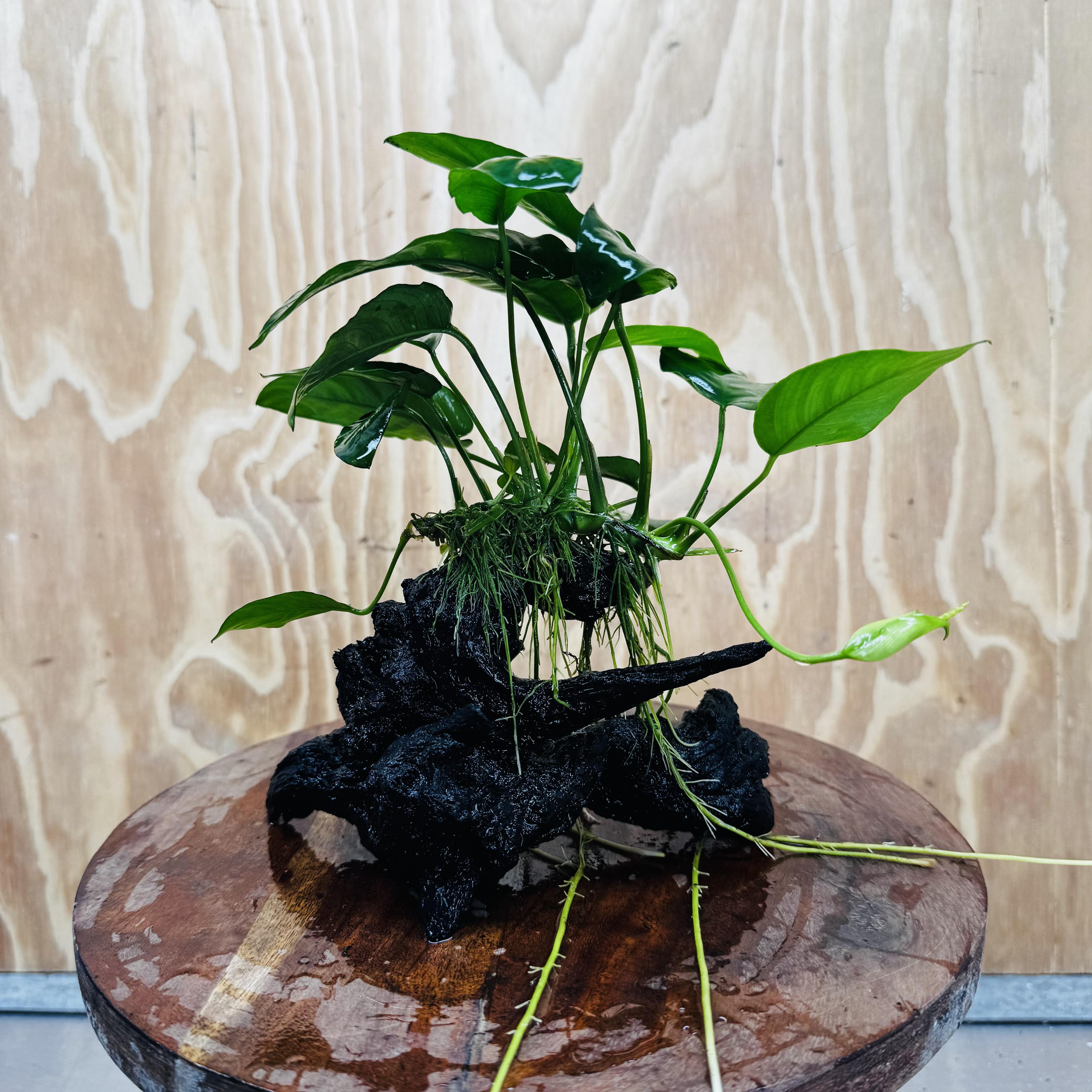 Pisces Enterprises One Only Anubias ‘Nana' on Medium Driftwood Creation - One Only - Beautiful Anubias Nana on Medium Driftwood - ONE ONLY - Scapeshop Aquarium Plants
