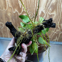 Pisces Enterprises One Only Anubias ‘Nana' on Medium Driftwood Creation - One Only - Beautiful Anubias Nana on Medium Driftwood - ONE ONLY - Scapeshop Aquarium Plants