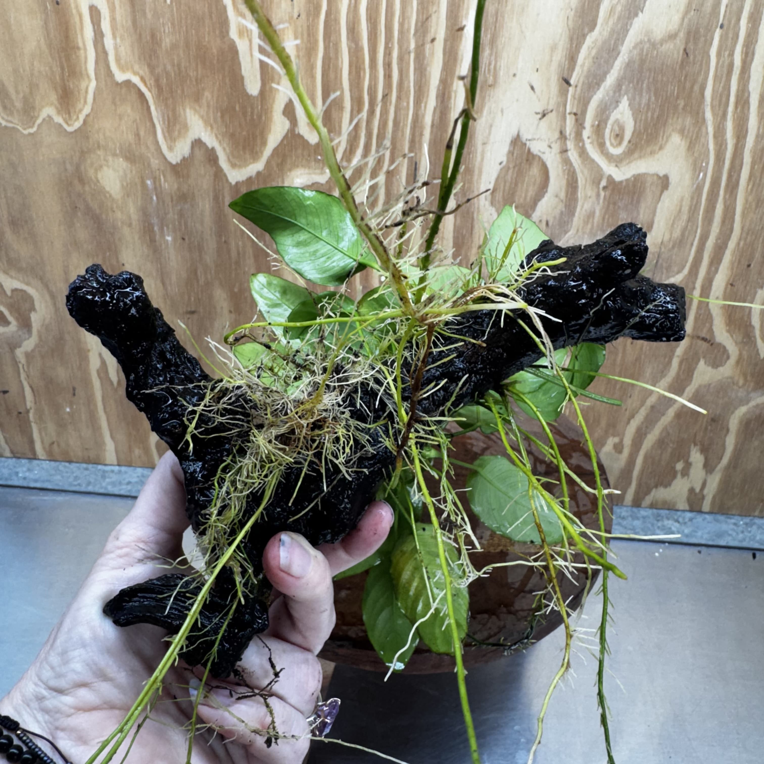 Pisces Enterprises One Only Anubias ‘Nana' on Medium Driftwood Creation - One Only - Beautiful Anubias Nana on Medium Driftwood - ONE ONLY - Scapeshop Aquarium Plants