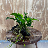 Pisces Enterprises One Only Anubias ‘Nana' on Medium Driftwood Creation - One Only - Beautiful Anubias Nana on Medium Driftwood - ONE ONLY - Scapeshop Aquarium Plants