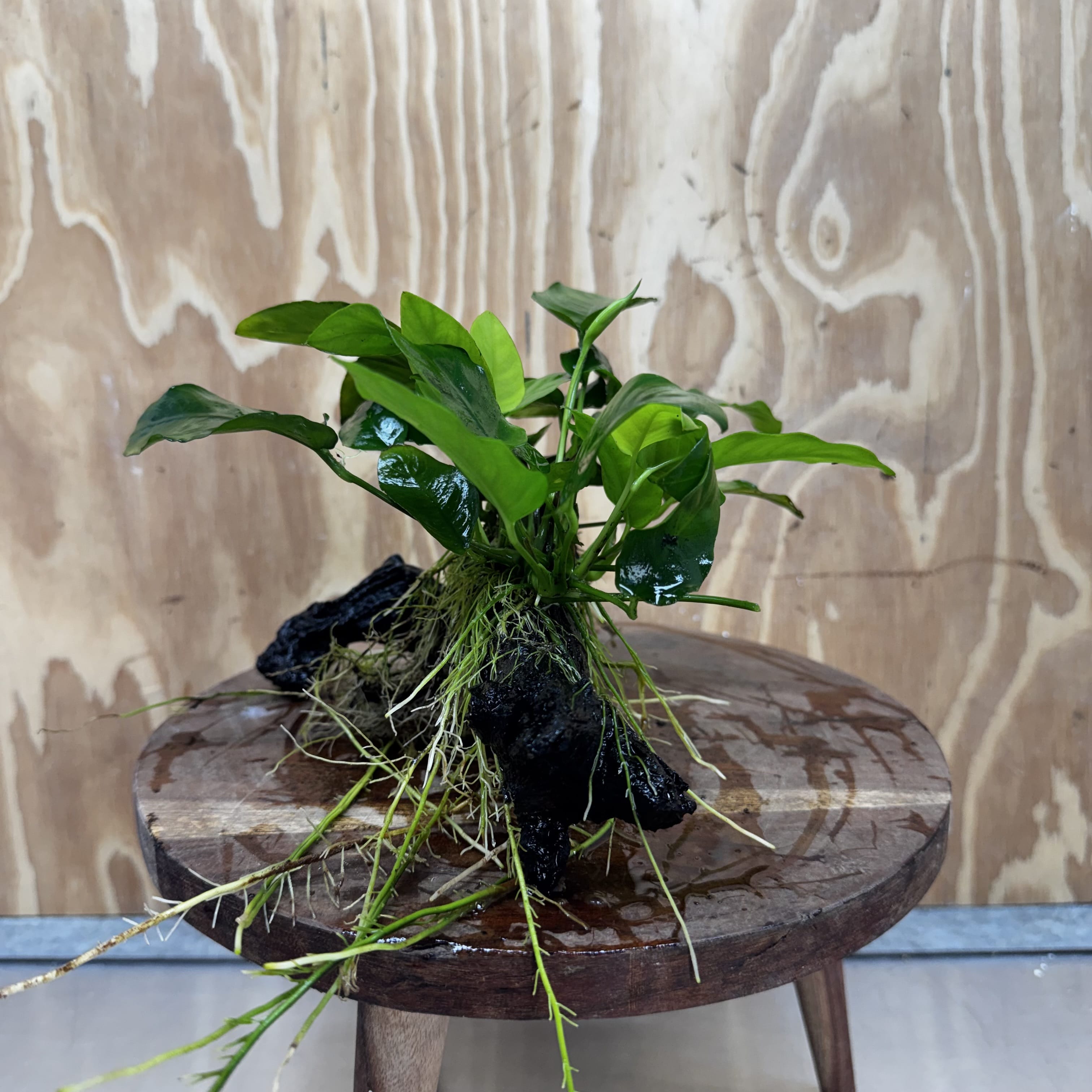 Pisces Enterprises One Only Anubias ‘Nana' on Medium Driftwood Creation - One Only - Beautiful Anubias Nana on Medium Driftwood - ONE ONLY - Scapeshop Aquarium Plants
