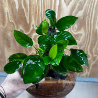 Pisces Enterprises One Only Anubias ‘Nana' on Medium Driftwood Creation - One Only - Beautiful Anubias Nana on Medium Driftwood - ONE ONLY - Scapeshop Aquarium Plants