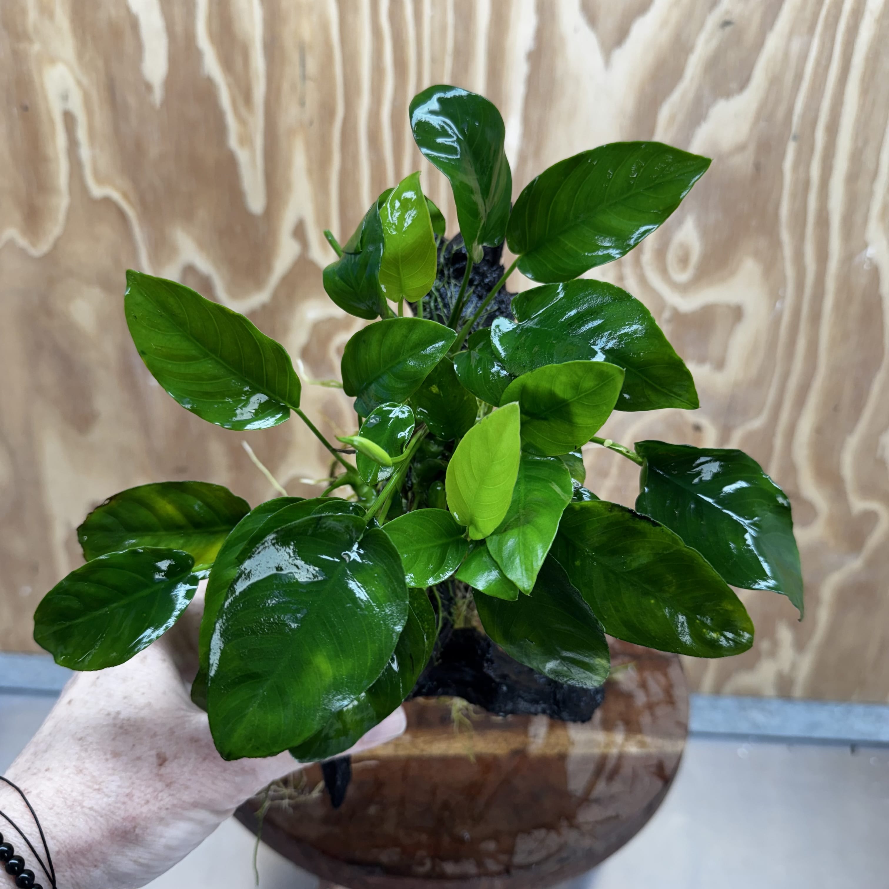 Pisces Enterprises One Only Anubias ‘Nana' on Medium Driftwood Creation - One Only - Beautiful Anubias Nana on Medium Driftwood - ONE ONLY - Scapeshop Aquarium Plants