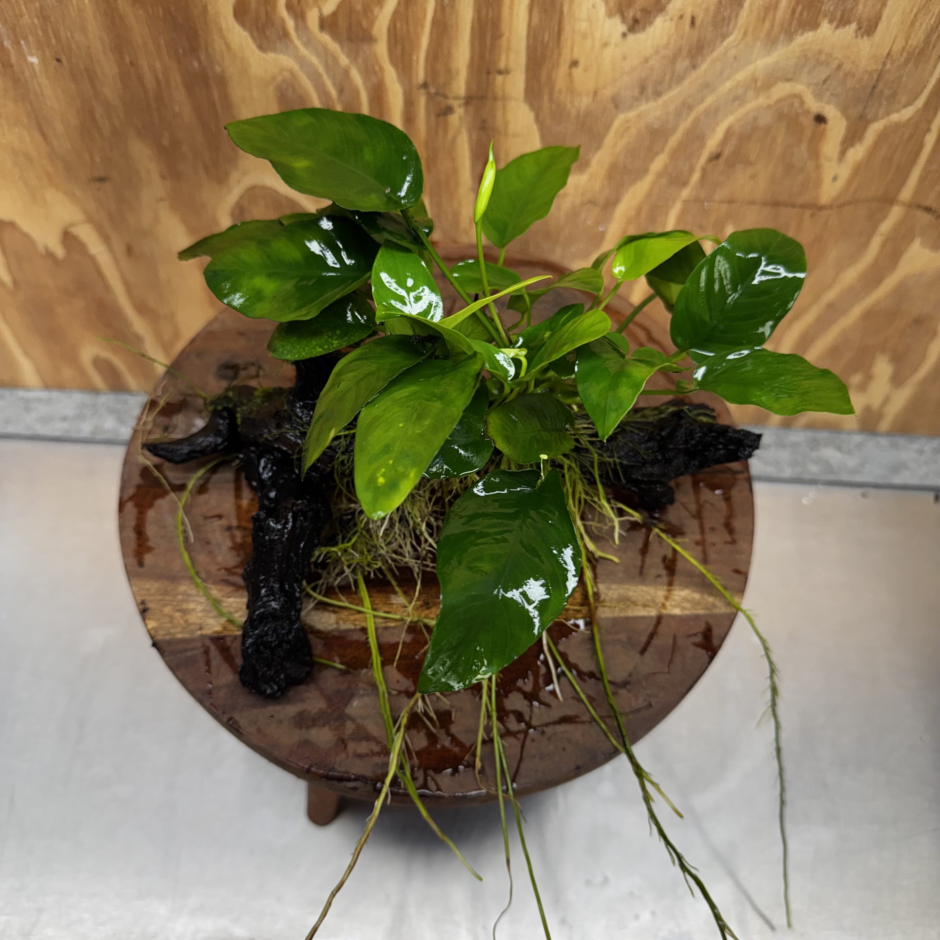 Pisces Enterprises One Only Anubias ‘Nana' on Medium Driftwood Creation - One Only - Beautiful Anubias Nana on Medium Driftwood - ONE ONLY - Scapeshop Aquarium Plants