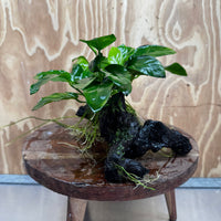 Pisces Enterprises One Only Anubias ‘Nana' on Medium Driftwood Creation - One Only - Beautiful Anubias Nana on Medium Driftwood - ONE ONLY - Scapeshop Aquarium Plants
