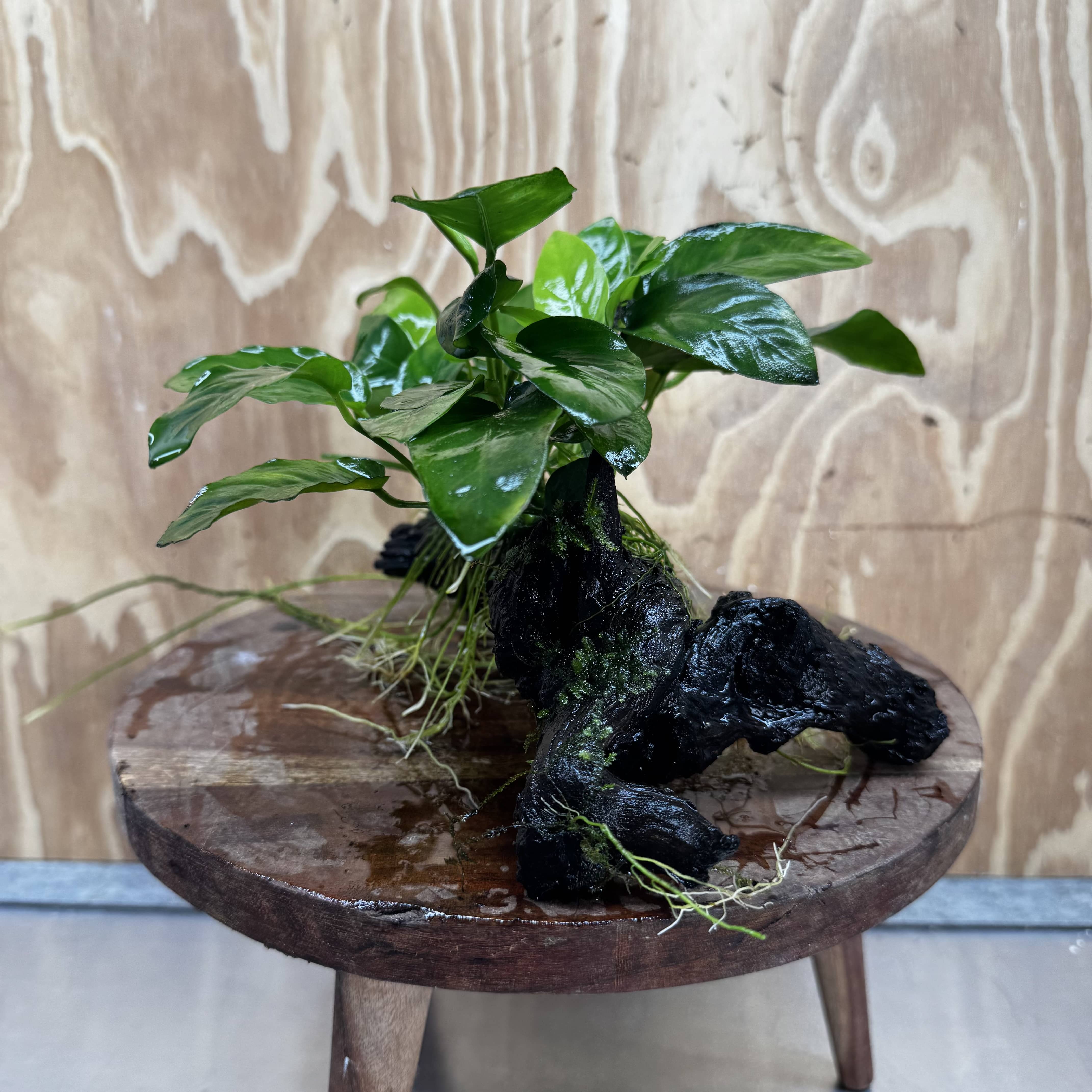 Pisces Enterprises One Only Anubias ‘Nana' on Medium Driftwood Creation - One Only - Beautiful Anubias Nana on Medium Driftwood - ONE ONLY - Scapeshop Aquarium Plants