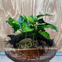 Pisces Enterprises One Only Anubias ‘Nana' on Medium Driftwood Creation - One Only - Beautiful Anubias Nana on Medium Driftwood - ONE ONLY - Scapeshop Aquarium Plants