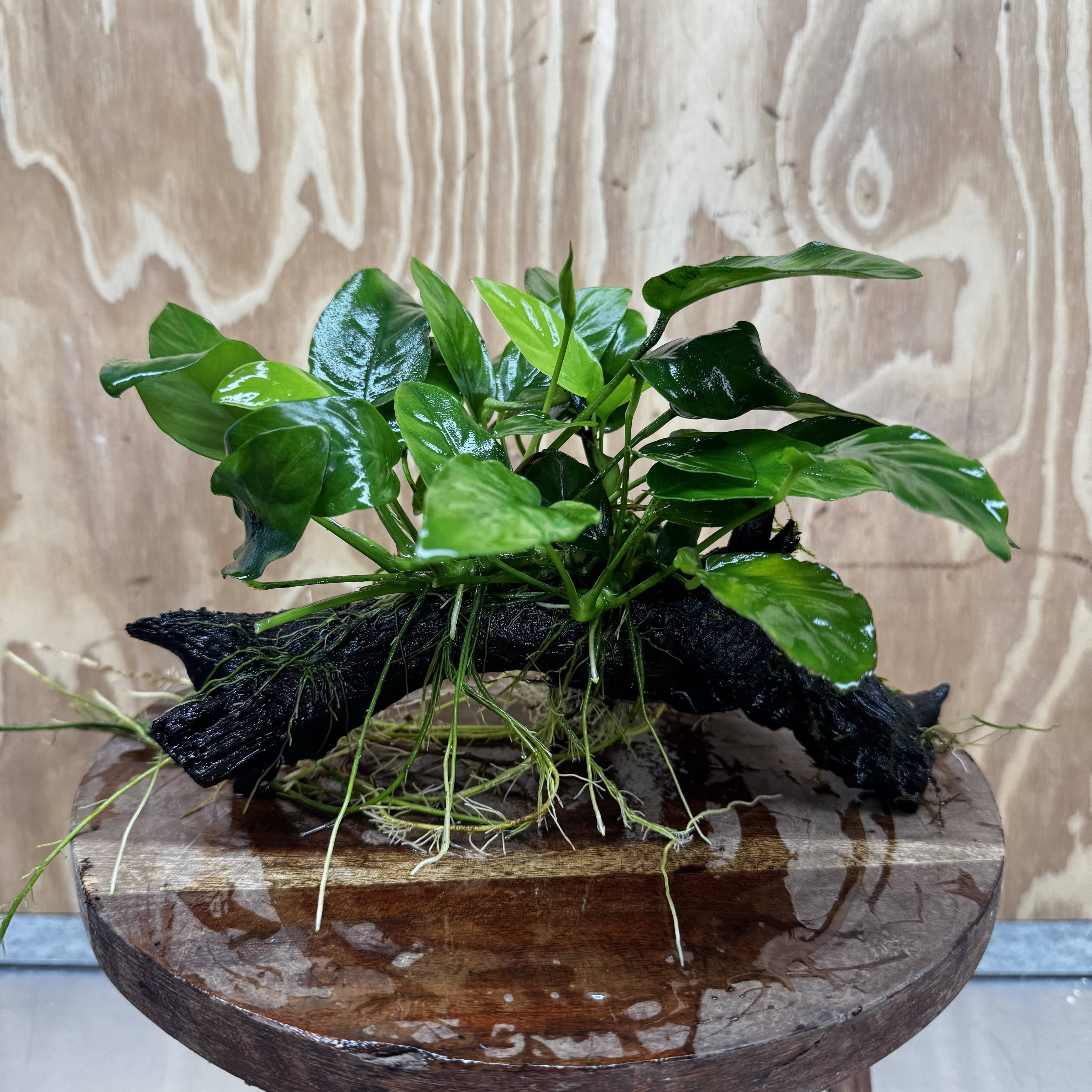 Pisces Enterprises One Only Anubias ‘Nana' on Medium Driftwood Creation - One Only - Beautiful Anubias Nana on Medium Driftwood - ONE ONLY - Scapeshop Aquarium Plants