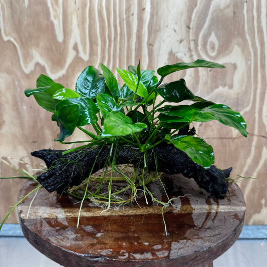 Pisces Enterprises One Only Anubias ‘Nana' on Medium Driftwood Creation - One Only - Beautiful Anubias Nana on Medium Driftwood - ONE ONLY - Scapeshop Aquarium Plants