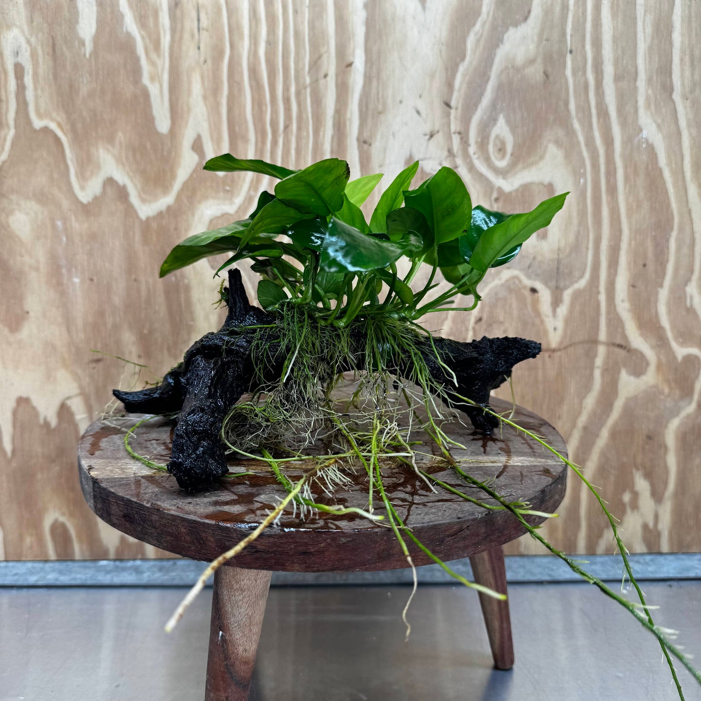 Pisces Enterprises One Only Anubias ‘Nana' on Medium Driftwood Creation - One Only - Beautiful Anubias Nana on Medium Driftwood - ONE ONLY - Scapeshop Aquarium Plants