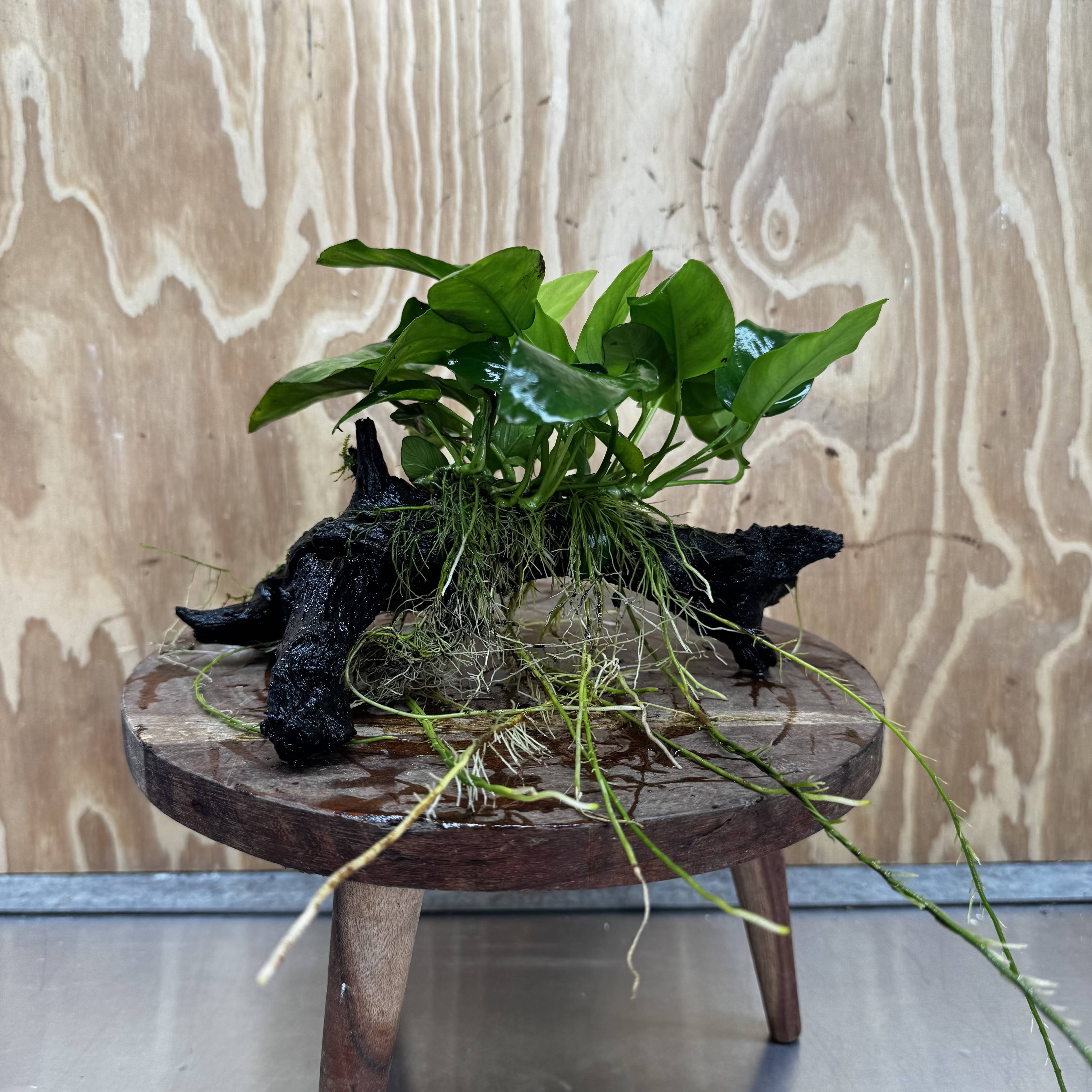 Pisces Enterprises One Only Anubias ‘Nana' on Medium Driftwood Creation - One Only - Beautiful Anubias Nana on Medium Driftwood - ONE ONLY - Scapeshop Aquarium Plants