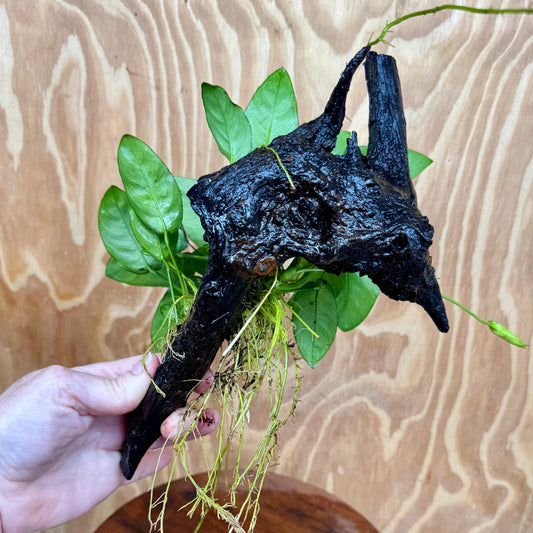 Pisces Enterprises One Only Anubias ‘Nana' on Medium Driftwood Creation - One Only - Brilliant Anubias Nana on Medium Driftwood - ONE ONLY - Scapeshop Aquarium Plants