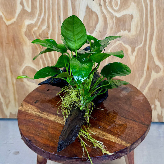 Pisces Enterprises One Only Anubias ‘Nana' on Medium Driftwood Creation - One Only - Brilliant Anubias Nana on Medium Driftwood - ONE ONLY - Scapeshop Aquarium Plants