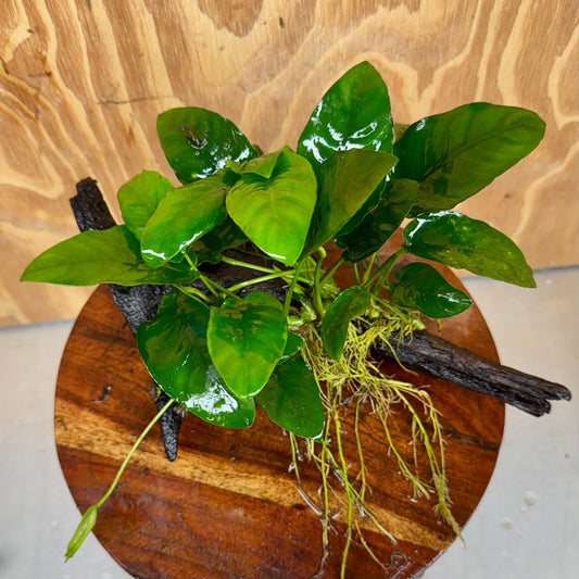 Pisces Enterprises One Only Anubias ‘Nana' on Medium Driftwood Creation - One Only - Brilliant Anubias Nana on Medium Driftwood - ONE ONLY - Scapeshop Aquarium Plants