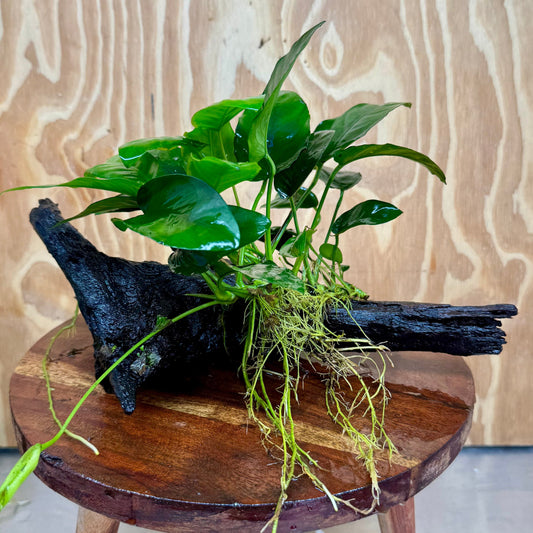 Pisces Enterprises One Only Anubias ‘Nana' on Medium Driftwood Creation - One Only - Brilliant Anubias Nana on Medium Driftwood - ONE ONLY - Scapeshop Aquarium Plants