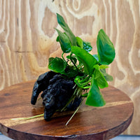 Pisces Enterprises One Only Anubias ‘Nana' on Medium Driftwood Creation - One Only - Brilliant Anubias Nana on Medium Driftwood - ONE ONLY - Scapeshop Aquarium Plants
