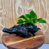 Pisces Enterprises One Only Anubias ‘Nana' on Medium Driftwood Creation - One Only - Brilliant Anubias Nana on Medium Driftwood - ONE ONLY - Scapeshop Aquarium Plants