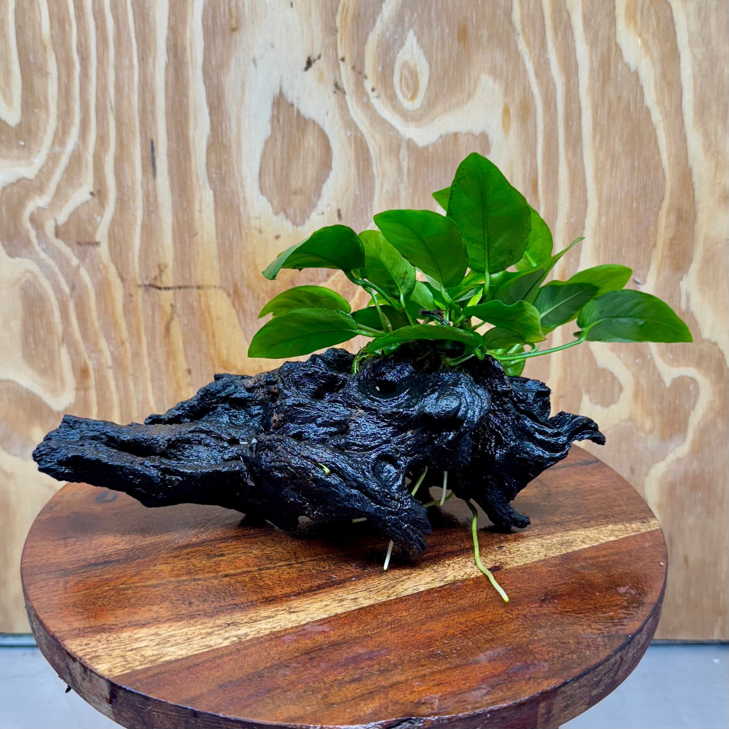 Pisces Enterprises One Only Anubias ‘Nana' on Medium Driftwood Creation - One Only - Brilliant Anubias Nana on Medium Driftwood - ONE ONLY - Scapeshop Aquarium Plants