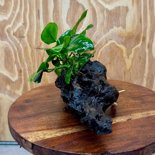 Pisces Enterprises One Only Anubias ‘Nana' on Medium Driftwood Creation - One Only - Brilliant Anubias Nana on Medium Driftwood - ONE ONLY - Scapeshop Aquarium Plants