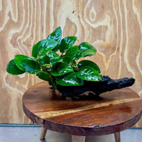 Pisces Enterprises One Only Anubias ‘Nana' on Medium Driftwood Creation - One Only - Brilliant Anubias Nana on Medium Driftwood - ONE ONLY - Scapeshop Aquarium Plants