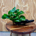 Pisces Enterprises One Only Anubias ‘Nana' on Medium Driftwood Creation - One Only - Brilliant Anubias Nana on Medium Driftwood - ONE ONLY - Scapeshop Aquarium Plants