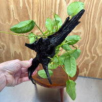 Pisces Enterprises One Only Anubias ‘Nana' on Medium Driftwood Creation - One Only - Brilliant Anubias Nana on Medium Driftwood - ONE ONLY - Scapeshop Aquarium Plants