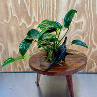 Pisces Enterprises One Only Anubias ‘Nana' on Medium Driftwood Creation - One Only - Brilliant Anubias Nana on Medium Driftwood - ONE ONLY - Scapeshop Aquarium Plants