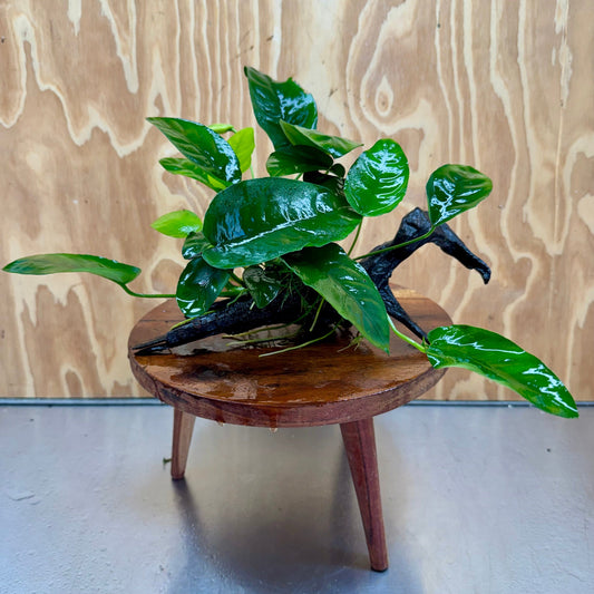 Pisces Enterprises One Only Anubias ‘Nana' on Medium Driftwood Creation - One Only - Brilliant Anubias Nana on Medium Driftwood - ONE ONLY - Scapeshop Aquarium Plants