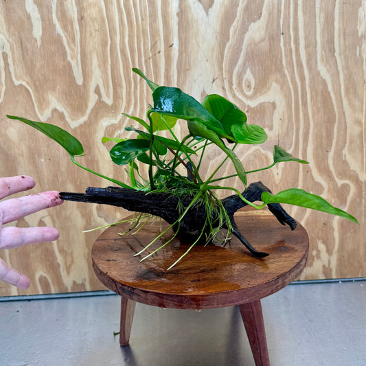 Pisces Enterprises One Only Anubias ‘Nana' on Medium Driftwood Creation - One Only - Brilliant Anubias Nana on Medium Driftwood - ONE ONLY - Scapeshop Aquarium Plants