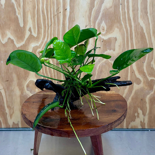 Pisces Enterprises One Only Anubias ‘Nana' on Medium Driftwood Creation - One Only - Brilliant Anubias Nana on Medium Driftwood - ONE ONLY - Scapeshop Aquarium Plants