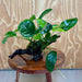 Pisces Enterprises One Only Anubias ‘Nana' on Medium Driftwood Creation - One Only - Brilliant Anubias Nana on Medium Driftwood - ONE ONLY - Scapeshop Aquarium Plants
