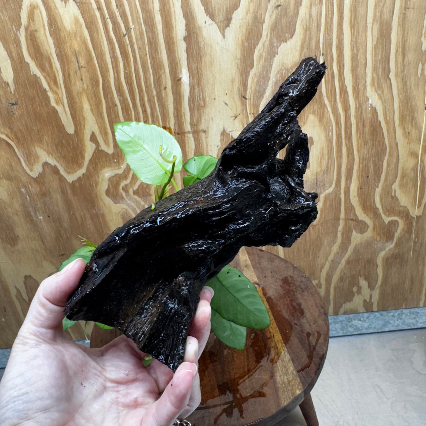 Pisces Enterprises One Only Anubias ‘Nana' on Medium Driftwood Creation - One Only - Excellent Anubias Nana on Medium Driftwood - ONE ONLY - Scapeshop Aquarium Plants