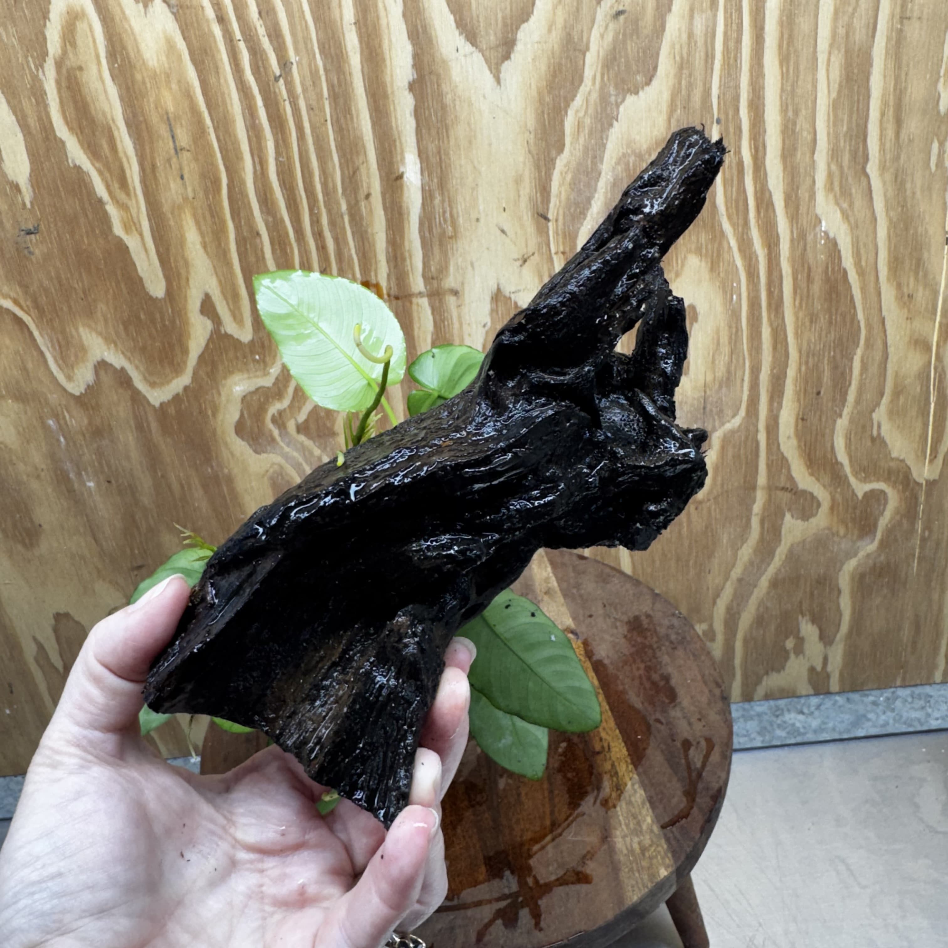 Pisces Enterprises One Only Anubias ‘Nana' on Medium Driftwood Creation - One Only - Excellent Anubias Nana on Medium Driftwood - ONE ONLY - Scapeshop Aquarium Plants