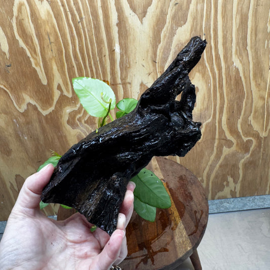 Pisces Enterprises One Only Anubias ‘Nana' on Medium Driftwood Creation - One Only - Excellent Anubias Nana on Medium Driftwood - ONE ONLY - Scapeshop Aquarium Plants