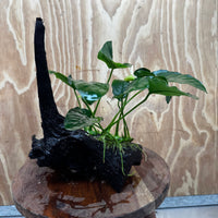Pisces Enterprises One Only Anubias ‘Nana' on Medium Driftwood Creation - One Only - Excellent Anubias Nana on Medium Driftwood - ONE ONLY - Scapeshop Aquarium Plants