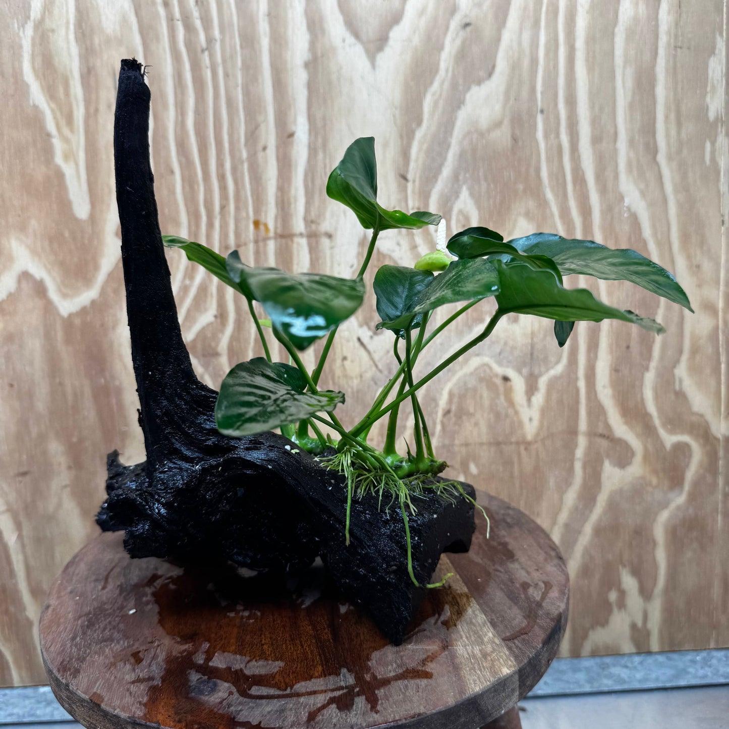 Pisces Enterprises One Only Anubias ‘Nana' on Medium Driftwood Creation - One Only - Excellent Anubias Nana on Medium Driftwood - ONE ONLY - Scapeshop Aquarium Plants
