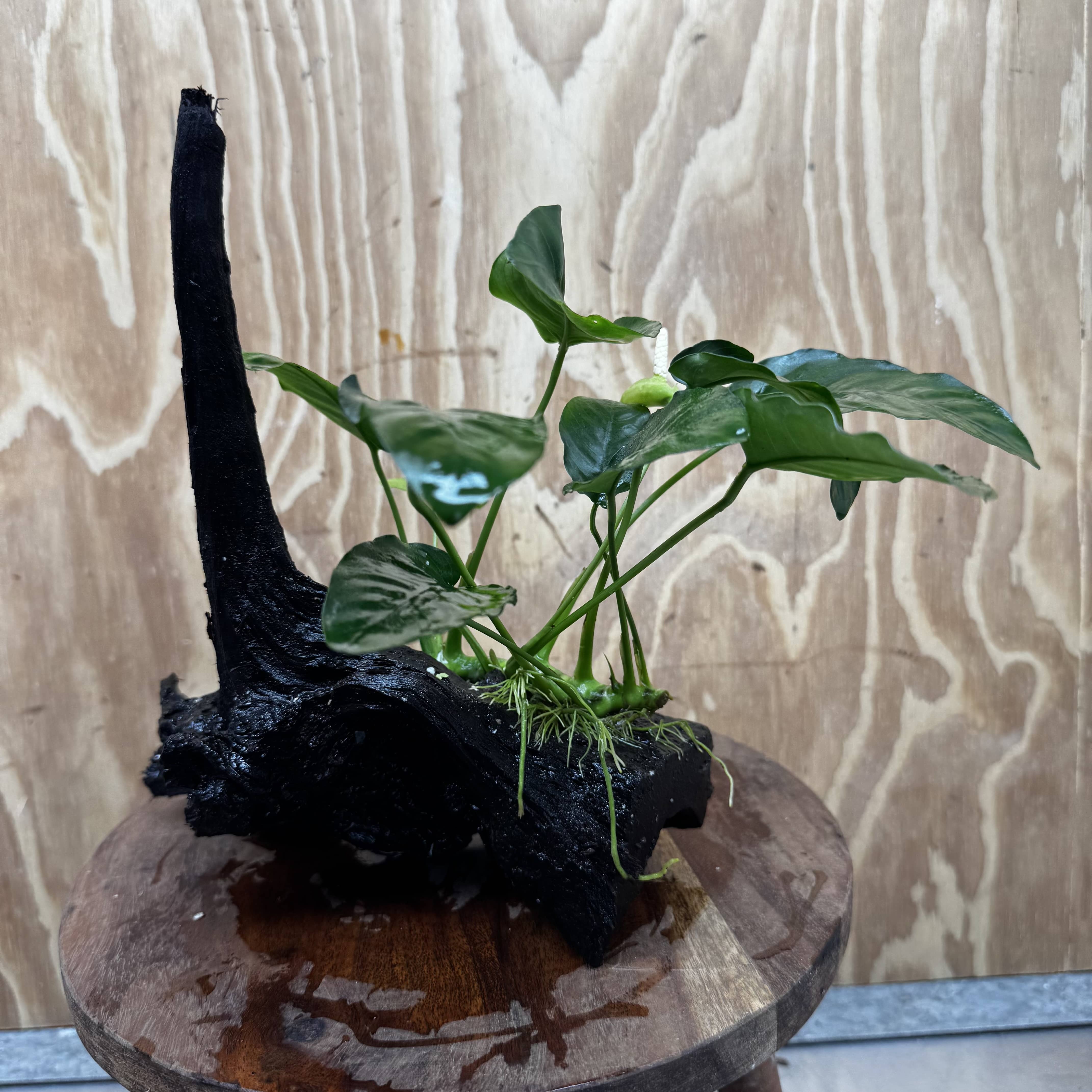 Pisces Enterprises One Only Anubias ‘Nana' on Medium Driftwood Creation - One Only - Excellent Anubias Nana on Medium Driftwood - ONE ONLY - Scapeshop Aquarium Plants