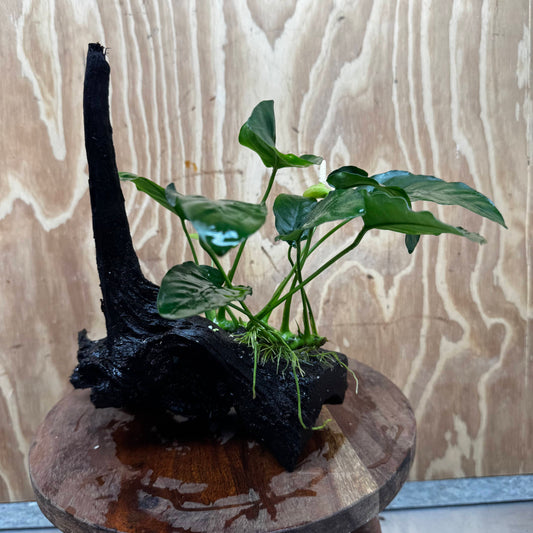 Pisces Enterprises One Only Anubias ‘Nana' on Medium Driftwood Creation - One Only - Excellent Anubias Nana on Medium Driftwood - ONE ONLY - Scapeshop Aquarium Plants