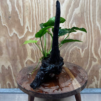 Pisces Enterprises One Only Anubias ‘Nana' on Medium Driftwood Creation - One Only - Excellent Anubias Nana on Medium Driftwood - ONE ONLY - Scapeshop Aquarium Plants