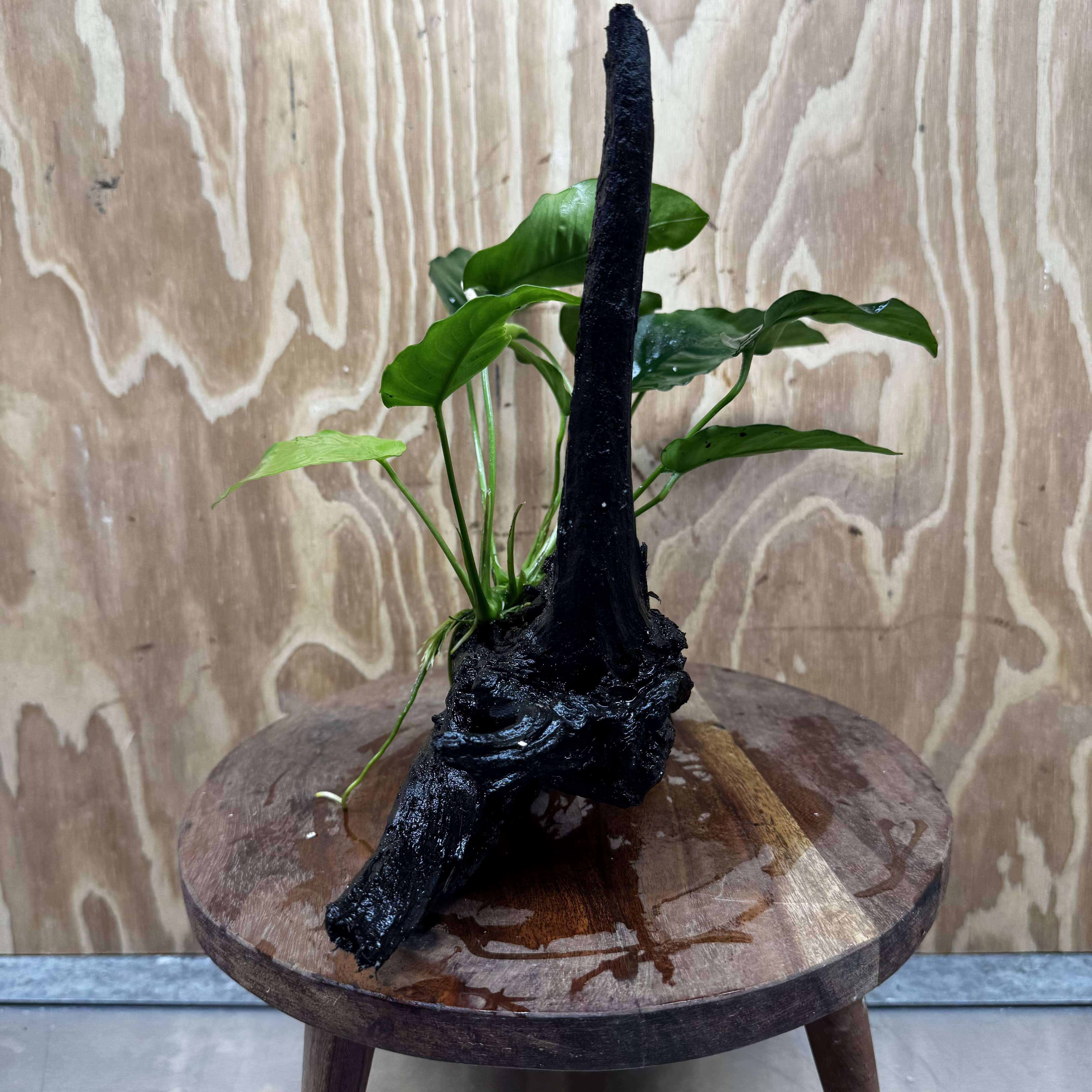 Pisces Enterprises One Only Anubias ‘Nana' on Medium Driftwood Creation - One Only - Excellent Anubias Nana on Medium Driftwood - ONE ONLY - Scapeshop Aquarium Plants